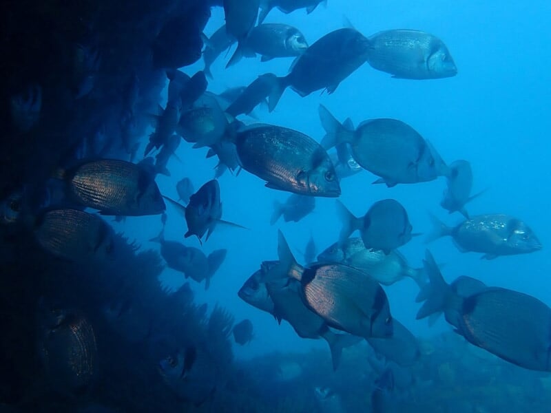 Banc de poissons argentés nageant près d’un récif sombre, avec une lumière bleutée filtrant depuis la surface.
