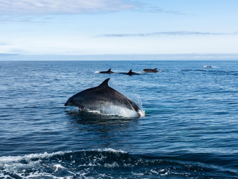 Un groupe de dauphins nageant près de la surface de l'océan sous un ciel partiellement nuageux.