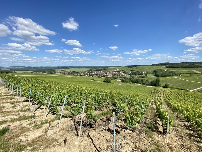Paysage de campagne avec vignes au premier plan
