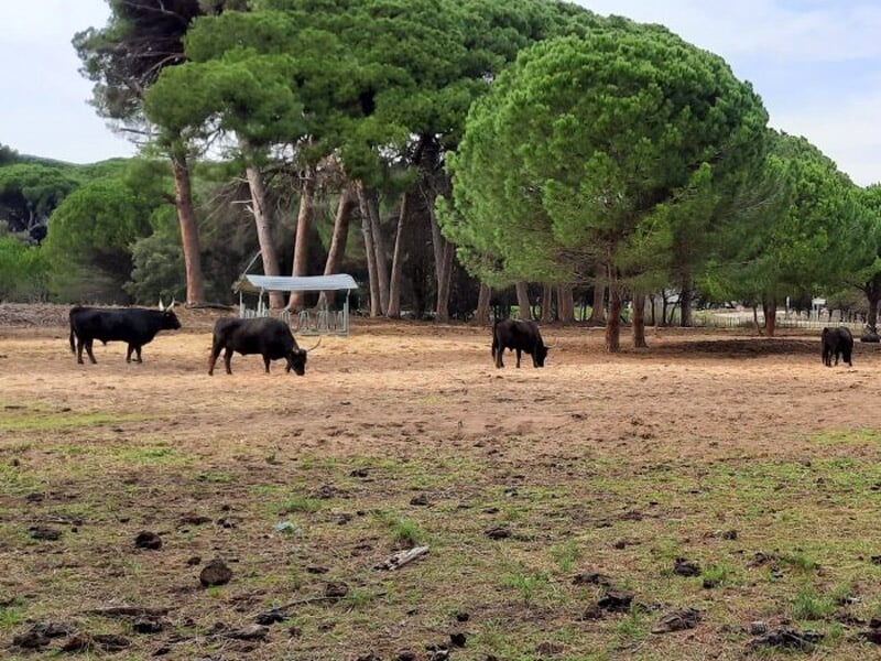 Passer en trottinette électrique à côté des taureaux camarguais