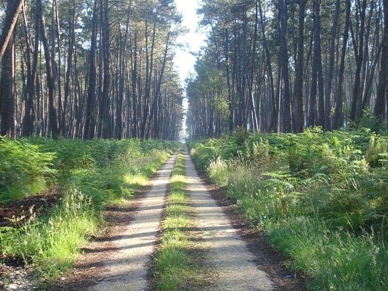 chemin au coeur de la forêt