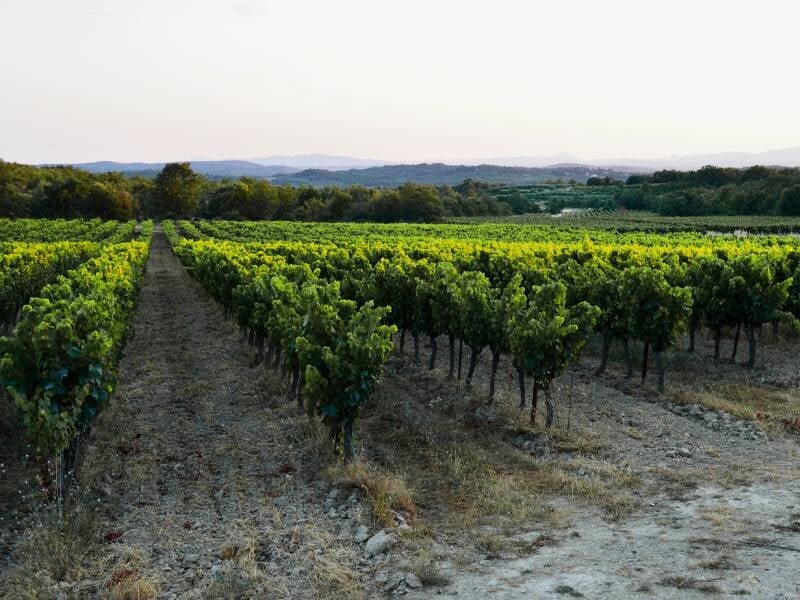 vignes du domaine des luces près d'alès