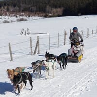 avis Chiens de Traîneaux ou Cani-Kart près de Clermont-Ferrand - Bromont-Lamothe
