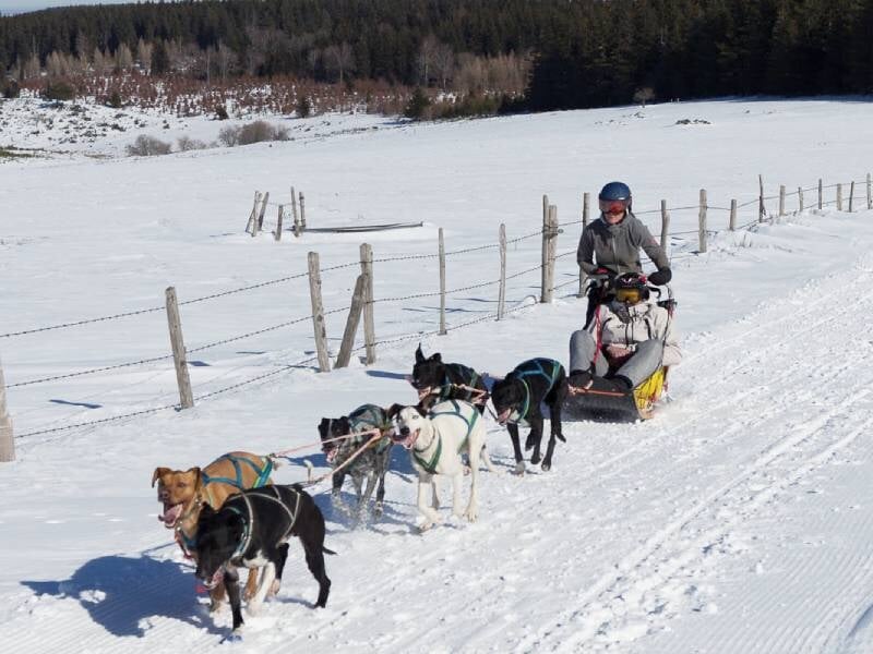 balade en chiens de traîneaux à bromont-lamothe