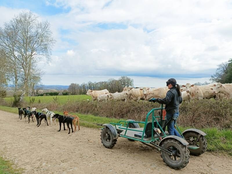 balade en cani-kart au départ de bromont-lamothe