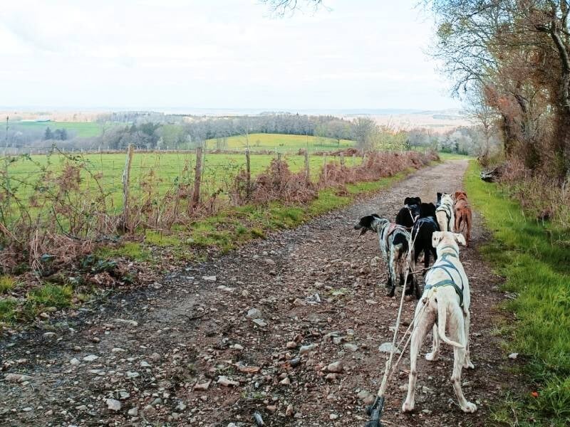 attelage de chiens de traîneaux européens près de clermont-ferrand