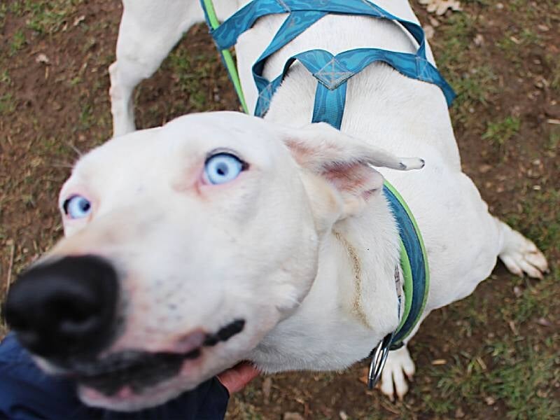 un european sled dog prêt pour la cani-rando près de clermont-ferrand