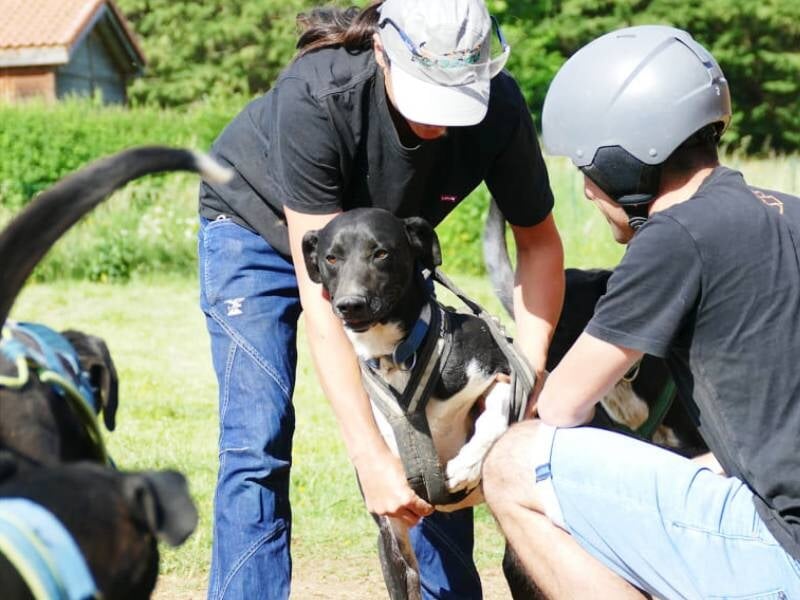 aide à la préparation des chiens avant la cani-rando dans le puy-de-dôme
