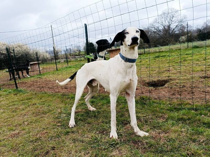 un superbe eurohound blanc en enclos à bromont-lamothe