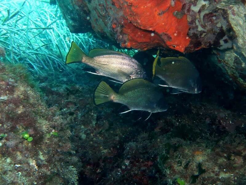 Fonds marins avec 3 poissons au premier plan