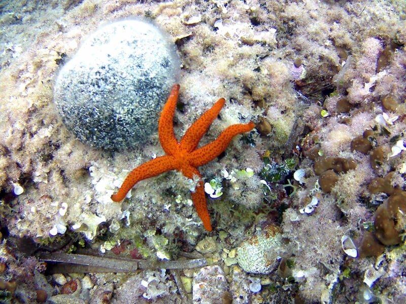 Etoile de mer sous l'eau