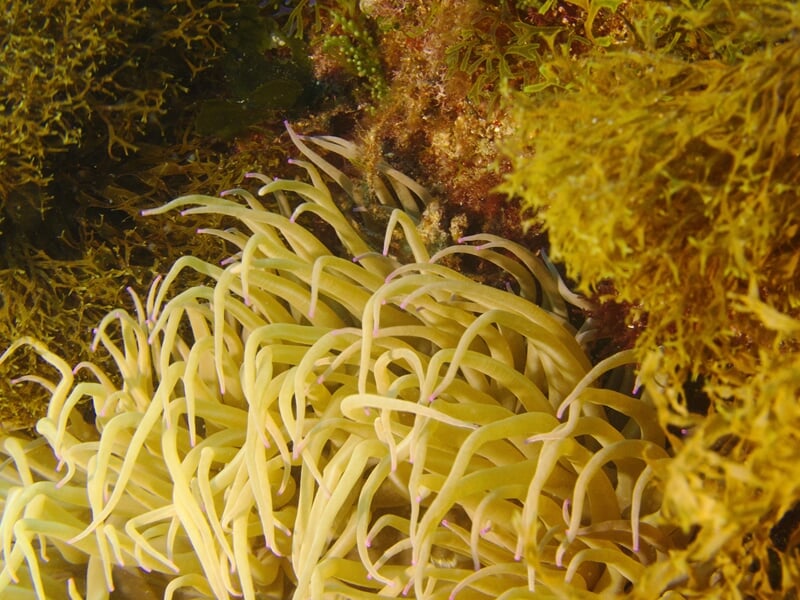 Anémones sous l'eau
