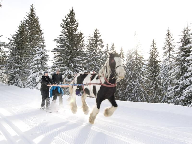 traction de skieurs par un cheval à la station d'avoriaz