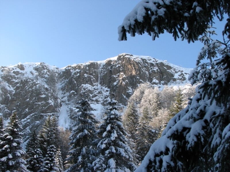 Montagnes et sapins enneigés