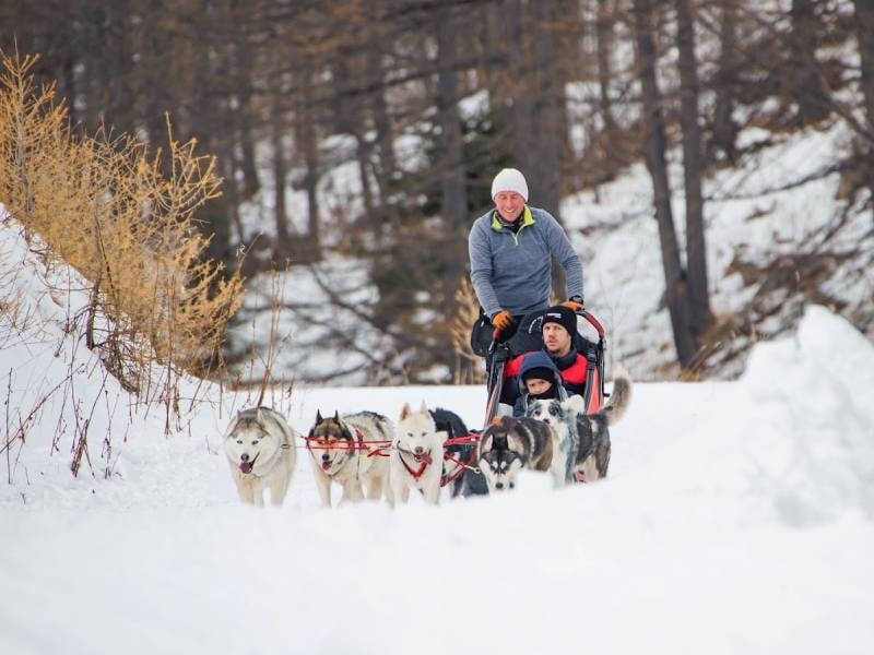 découverte de la balade en chiens de traîneaux en famille à isola 2000