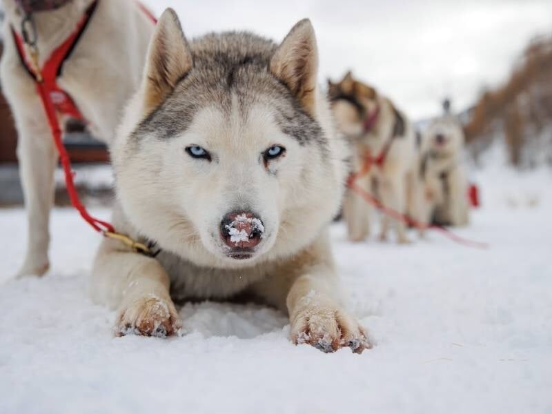 un superbe husky de sibérie attaché à l'attelage d'un traineau à neige à isola 2000