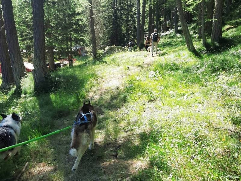 groupe de cani-marcheurs en pleine nature à brion près de poitiers