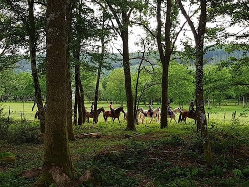 Chevaux dans le sous bois