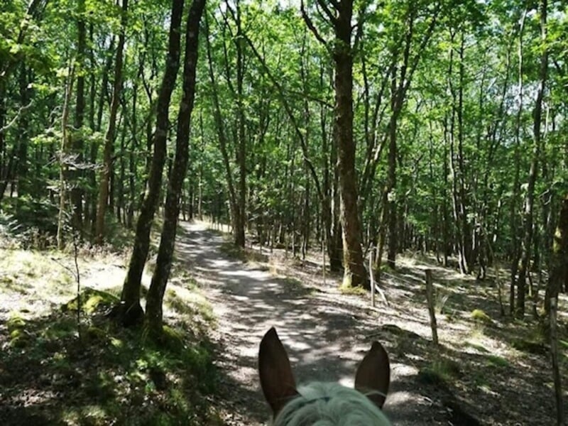 Cheval au pas dans la forêt