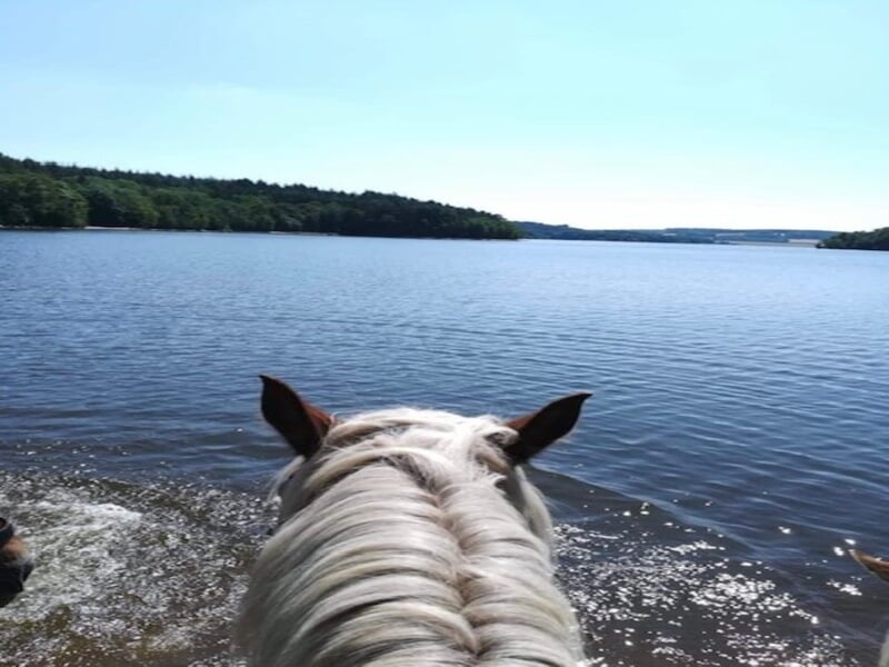 Cheval dans le lac de Saint Agnan