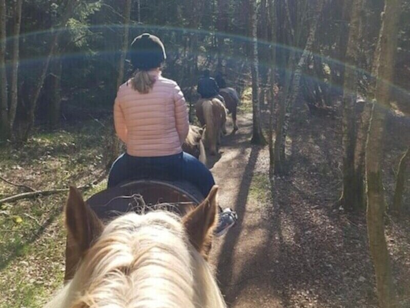 Vue cheval balade en forêt en groupe