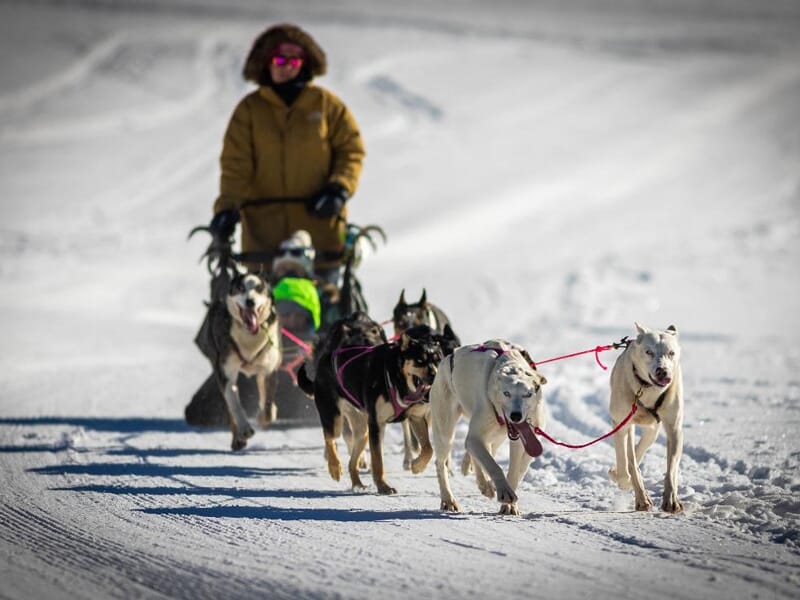 Une équipe de chiens de traîneau en action sur une piste enneigée, avec le musher portant une parka jaune épaisse et des lunettes de protection, par une journée ensoleillée