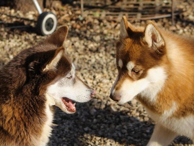 Deux huskies se faisant face, l'un semble vocaliser tandis que l'autre l'observe attentivement, dans un cadre extérieur avec de la terre au sol.