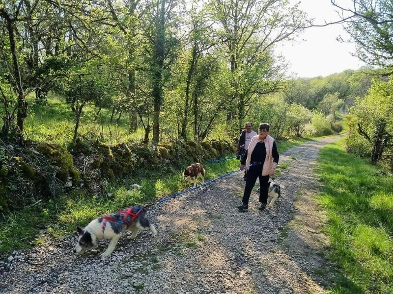 Deux personnes marchant sur un chemin de gravier avec des huskies en harnais, environnées par la verdure des arbres et la tranquillité de la nature.