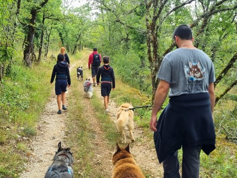 Groupe de personnes et de chiens marchant sur un chemin forestier, avec des arbres des deux côtés et les chiens en tête, montrant un moment de loisir et d'activité en plein air.