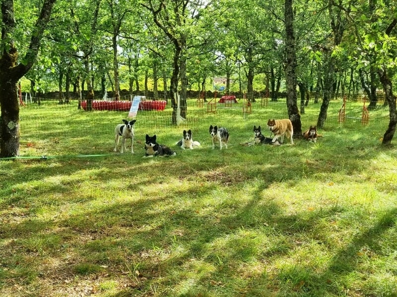 Chiens détendus répartis sur une zone herbeuse clôturée, certains assis et d'autres couchés, dans un environnement paisible et ombragé.