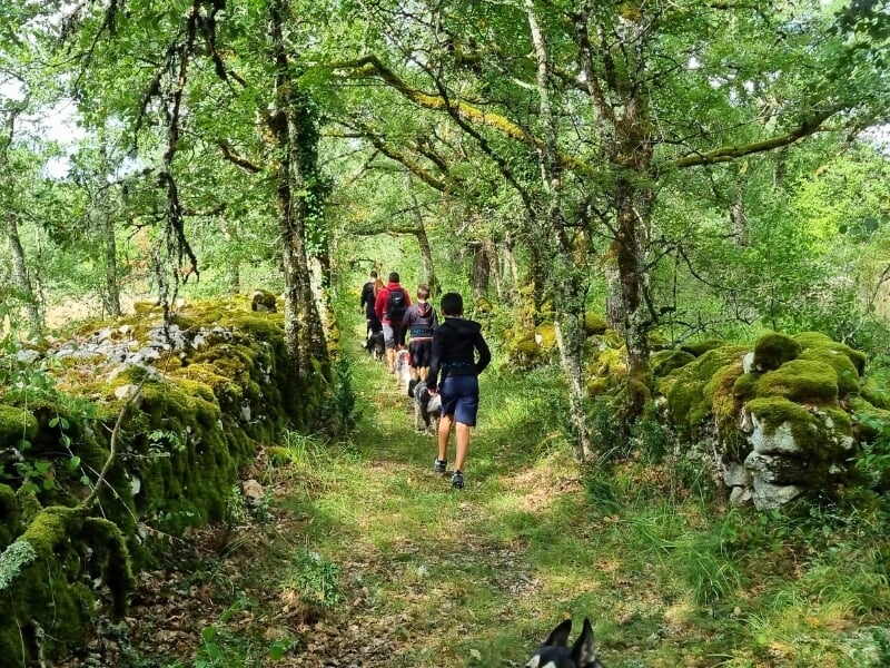 Vue arrière d'une famille et de leurs chiens marchant sur un sentier forestier étroit, bordé de murs de pierres moussus et d'arbres, évoquant une randonnée tranquille.
