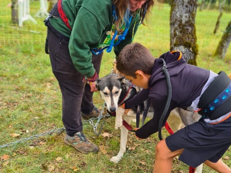 Un enfant aidé par un adulte attache un harnais à un husky dans un champ, illustrant un moment d'interaction et de soin entre l'homme et l'animal.