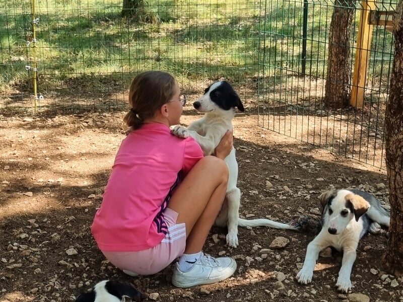 Une jeune fille assise sur le sol caresse un chiot noir et blanc, avec un autre chiot reposant à côté d'elle, dans une ambiance détendue et amicale.