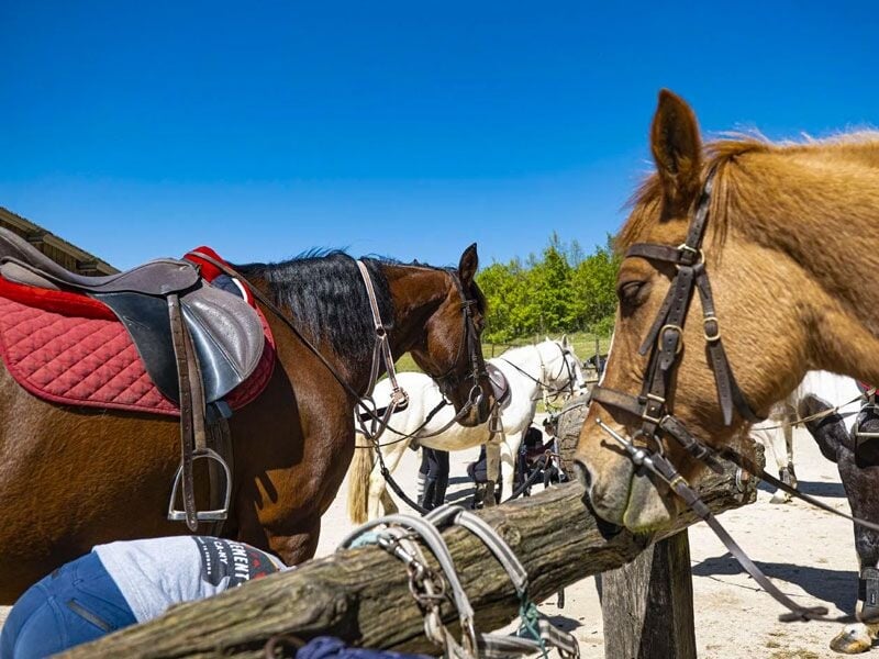 Chevaux attachés à une barrière en bois, prêts pour une balade équestre sous un ciel bleu clair.