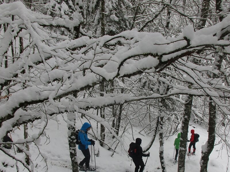 Groupe pratiquant la randonnée dans une forêt enneigée