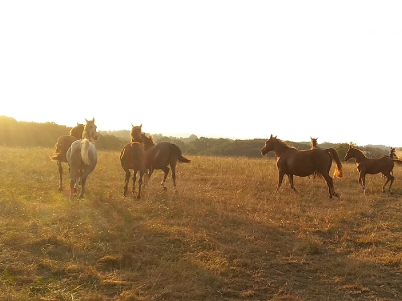 Troupeau de chevaux courant à travers un champ au coucher du soleil, lumières dorées filtrant à travers leurs silhouettes.