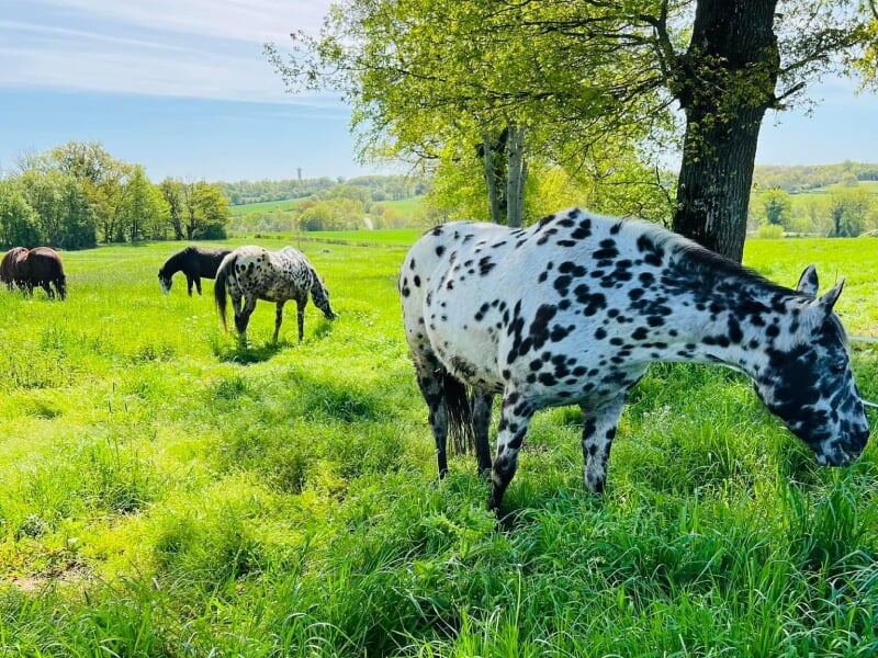 Chevaux en pâture dans un champ verdoyant au printemps, sous un ciel clair. Au premier plan, un cheval tacheté de noir sur fond blanc se distingue parmi les autres chevaux bruns et noirs qui broutent