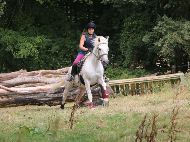 Cavalière en tenue sportive sautant un obstacle en bois à cheval dans un cadre naturel vert.
