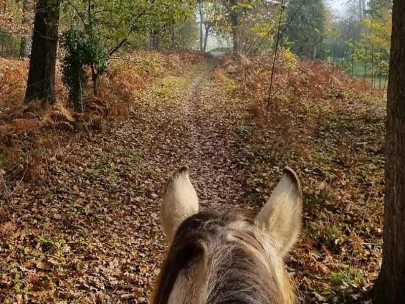 Vue depuis le dos d'un cheval parcourant un sentier forestier couvert de feuilles d'automne, entouré d'arbres et de fougères.