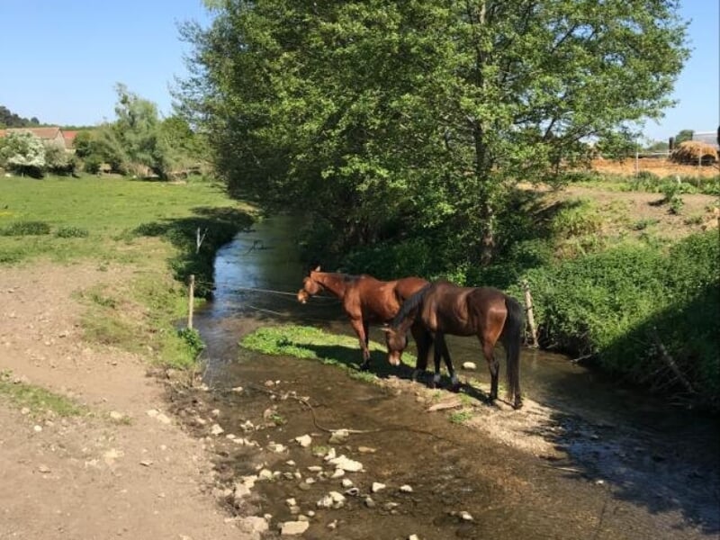 Deux chevaux bruns buvant de l'eau dans un ruisseau, entourés d'un paysage verdoyant avec des arbres et de l'herbe sous un ciel bleu.