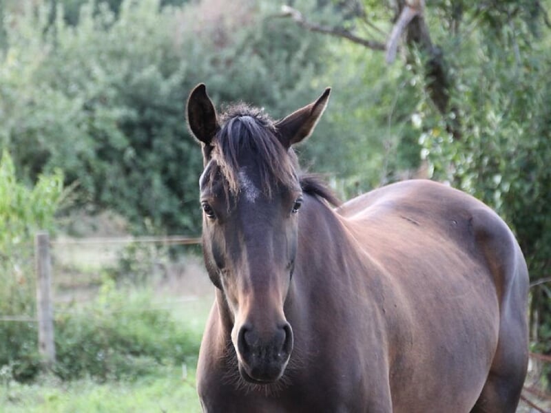 Gros plan d'un cheval brun regardant directement l'objectif, avec un fond flou de végétation verte et une clôture en arrière-plan.