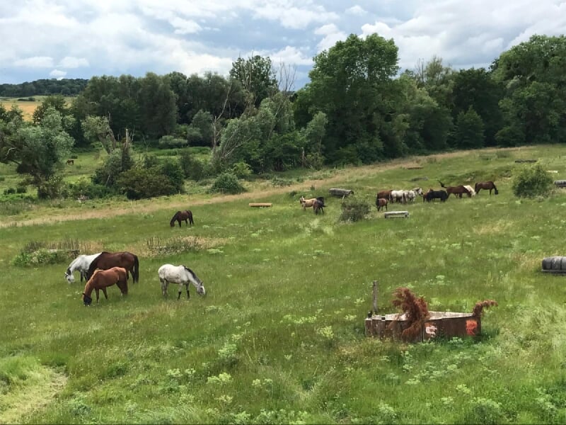 Groupe de chevaux broutant dans un vaste pré verdoyant, entouré de buissons et d'arbres sous un ciel nuageux.