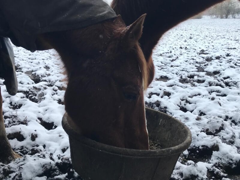 Cheval brun mangeant dans un seau sur un sol enneigé, partiellement couvert d'une couverture d'extérieur.