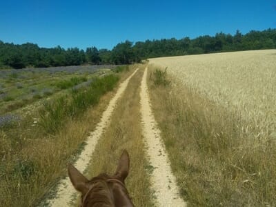 Balade à Cheval et Cours Western près du Mont Ventoux