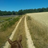 avis Balade à Cheval et Cours Western près du Mont Ventoux