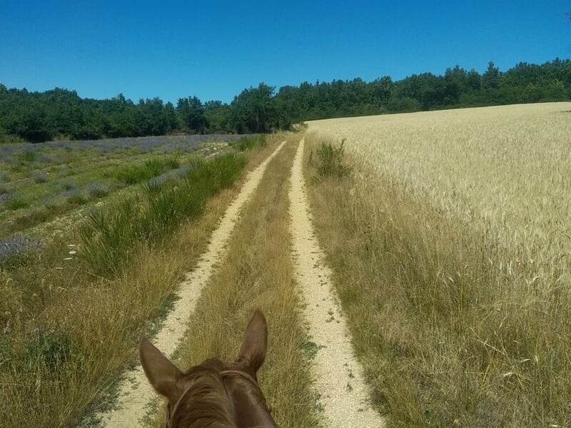 Vue depuis un cheval lors d'une balade dans les champs