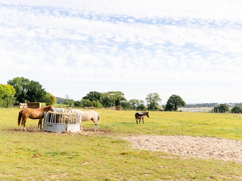 Chevaux à la campagne