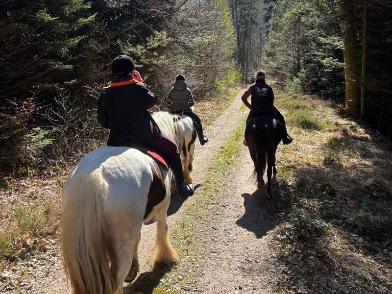 Trois cavalières montant à cheval sur un sentier forestier ensoleillé bordé de sapins et d’herbes sèches.