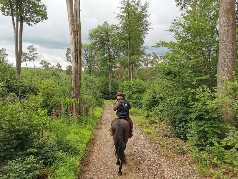 Cavalier solitaire à cheval sur un sentier forestier bordé d’arbres verts sous ciel nuageux.