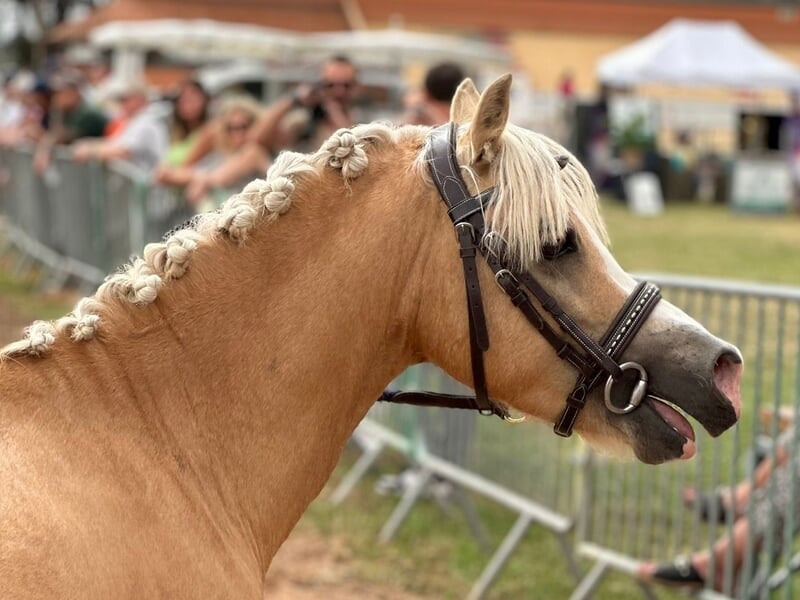 Cheval à la crinière tressée